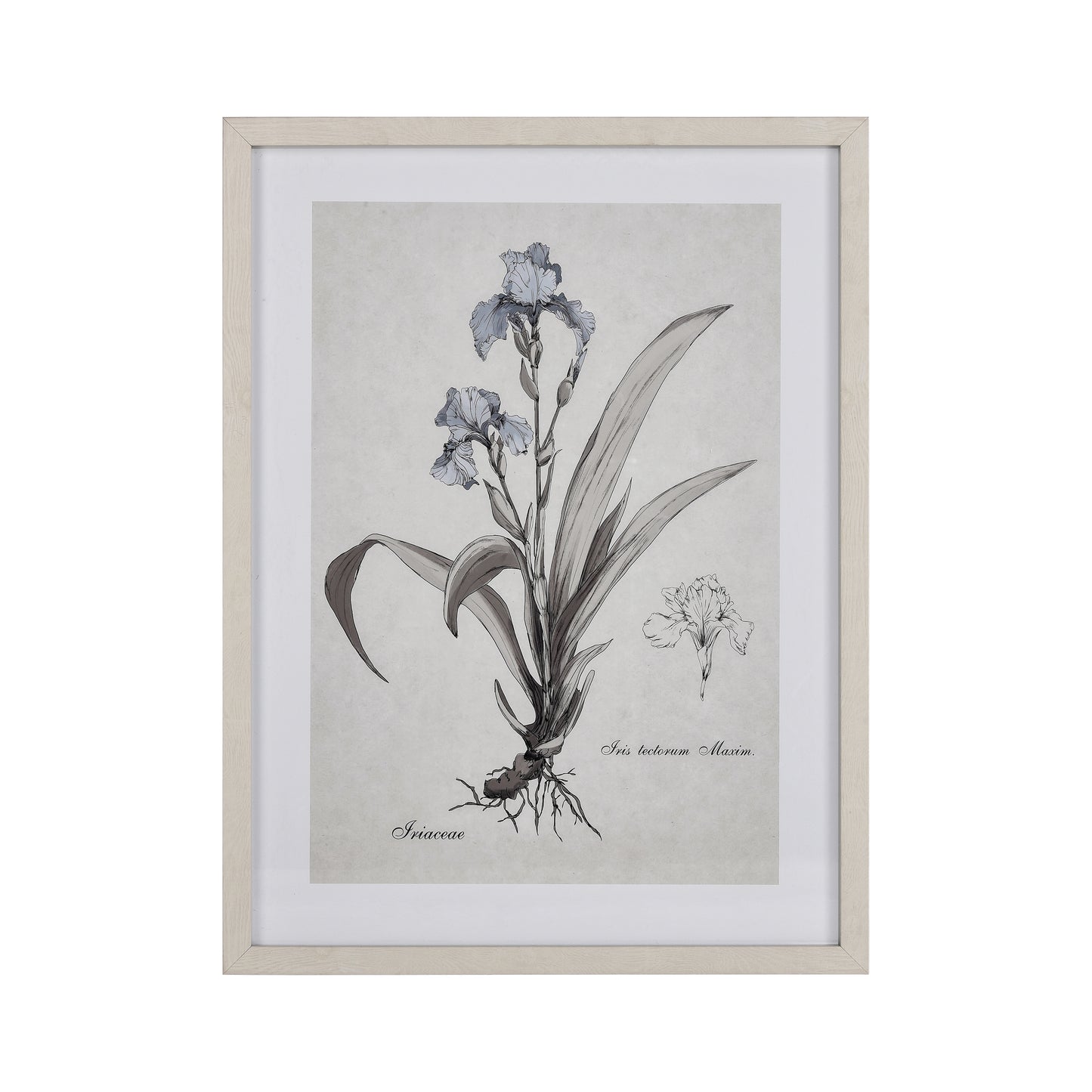 Iris Botanic Framed Wall Art