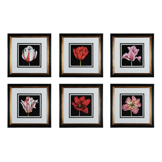 Tulip Profusion