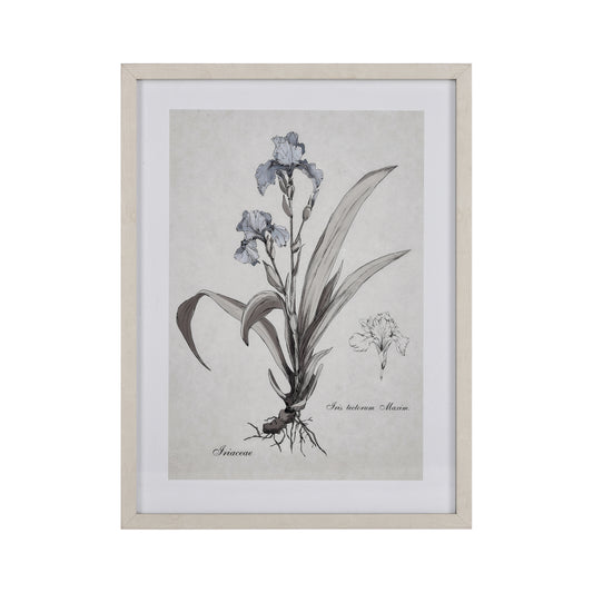 Iris Botanic Framed Wall Art